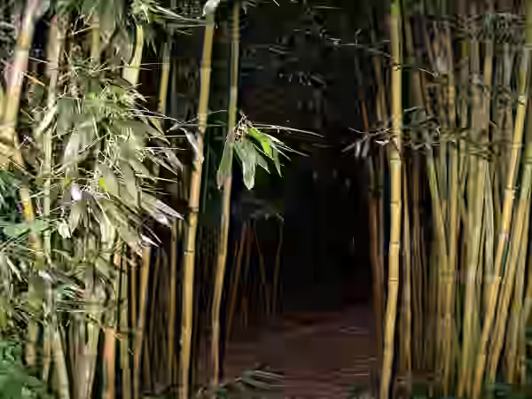 Bamboo