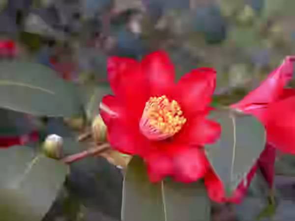 Camellia