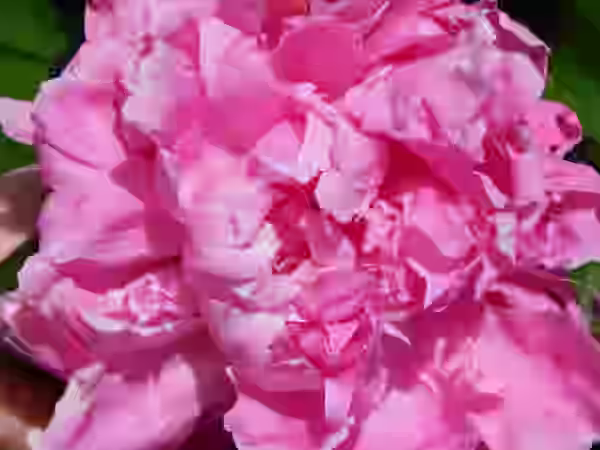 Peony